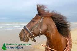 Fotoshoot met paard - Jorien en J'Adore